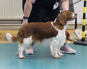 Special Beginners Dog